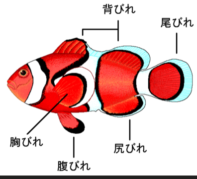 魚の鰭-01.png